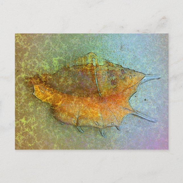 SEASHELL Postcard (Front)