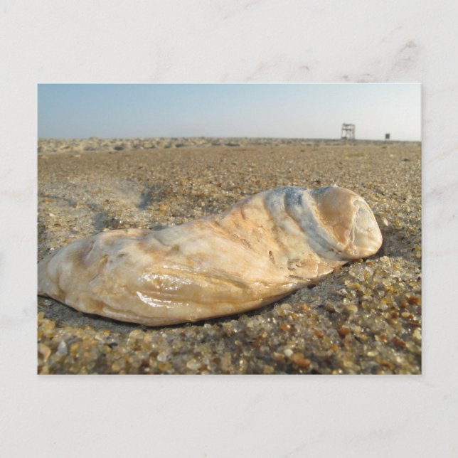 Seashell Postcard (Front)