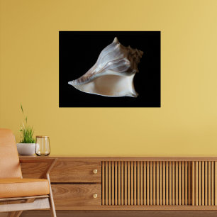 Seashell Poster
