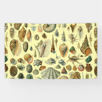 Seashell Shell Mollusk Clam Elegant Classic Art