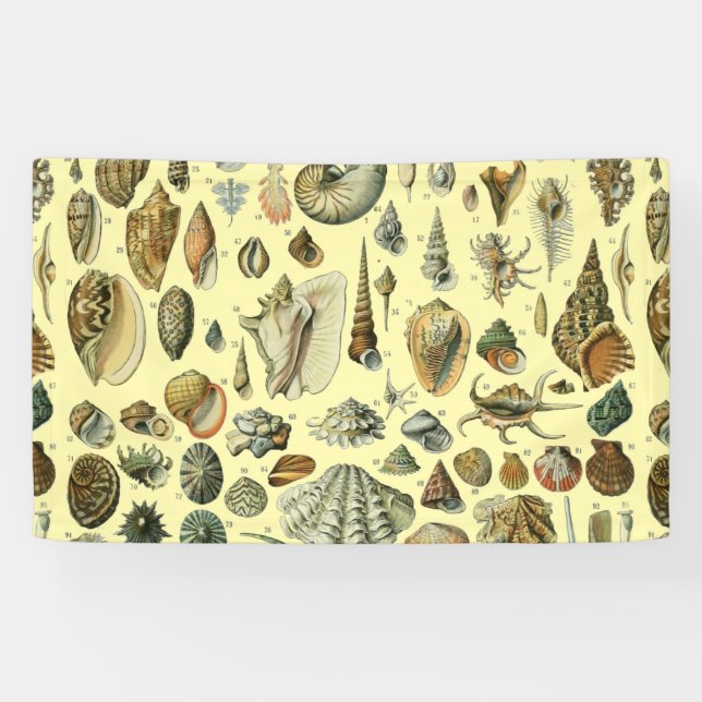Seashell Shell Mollusk Clam Elegant Classic Art Banner (Horizontal)