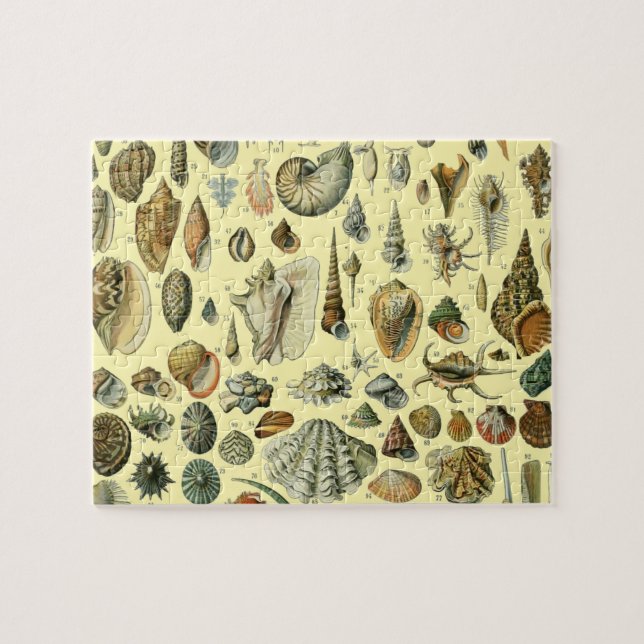 Seashell Shell Mollusk Clam Elegant Classic Art Jigsaw Puzzle (Horizontal)