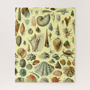 Seashell Shell Mollusk Clam Elegant Classic Art Jigsaw Puzzle