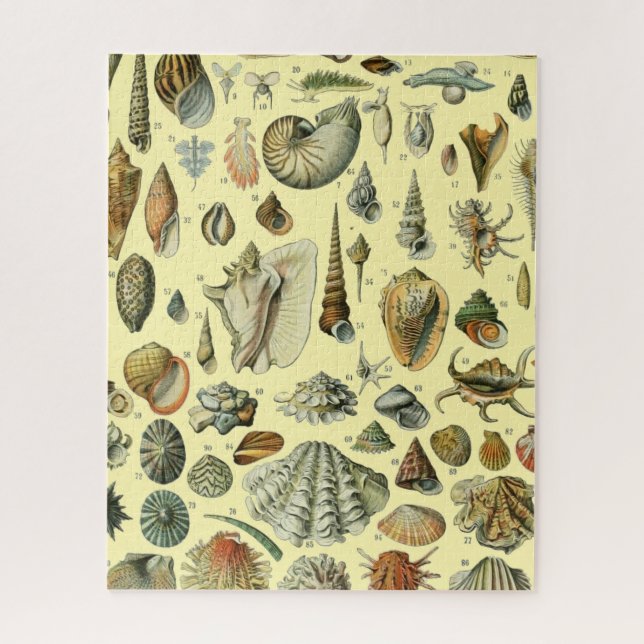Seashell Shell Mollusk Clam Elegant Classic Art Jigsaw Puzzle (Vertical)