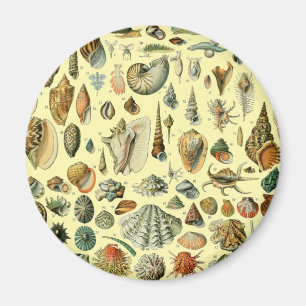 Seashell Shell Mollusk Clam Elegant Classic Art Magnet