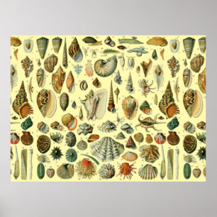 Seashell Shell Mollusk Clam Elegant Classic Art Poster