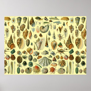 Seashell Shell Mollusk Clam Elegant Classic Art Poster