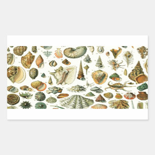 Seashell Shell Mollusk Clam Elegant Classic Art Rectangular Sticker