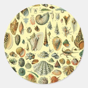 Seashell Shell Mollusk Clam Elegant Classic Art Round Sticker