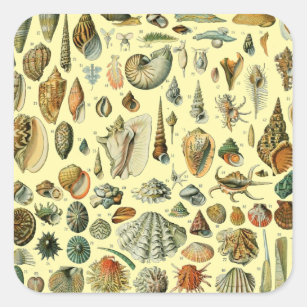 Seashell Shell Mollusk Clam Elegant Classic Art Square Sticker