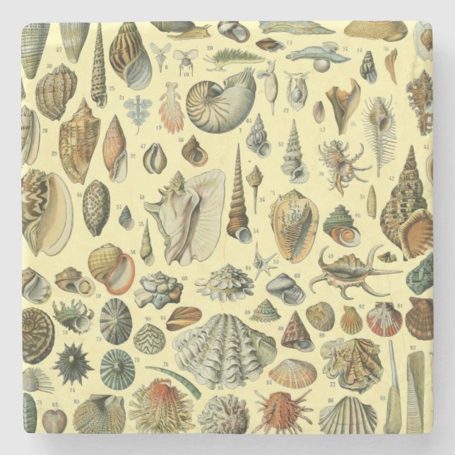Seashell Shell Mollusk Clam Elegant Classic Art Stone Coaster (Front)