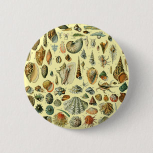 Seashell Shell Mollusk Clam Vintage Art 6 Cm Round Badge