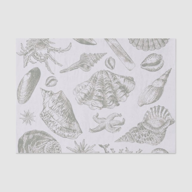 Seashell Soft Antique Art Beach Shells Tissue Paper (Front)
