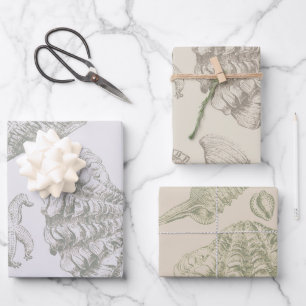 Seashell Soft Antique Art Beach Shells Wrapping Paper Sheet
