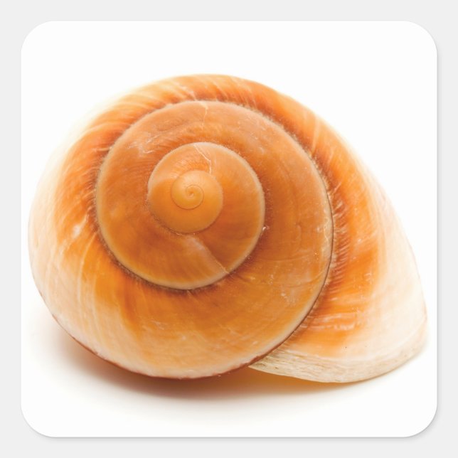 Seashell Square Sticker (Front)