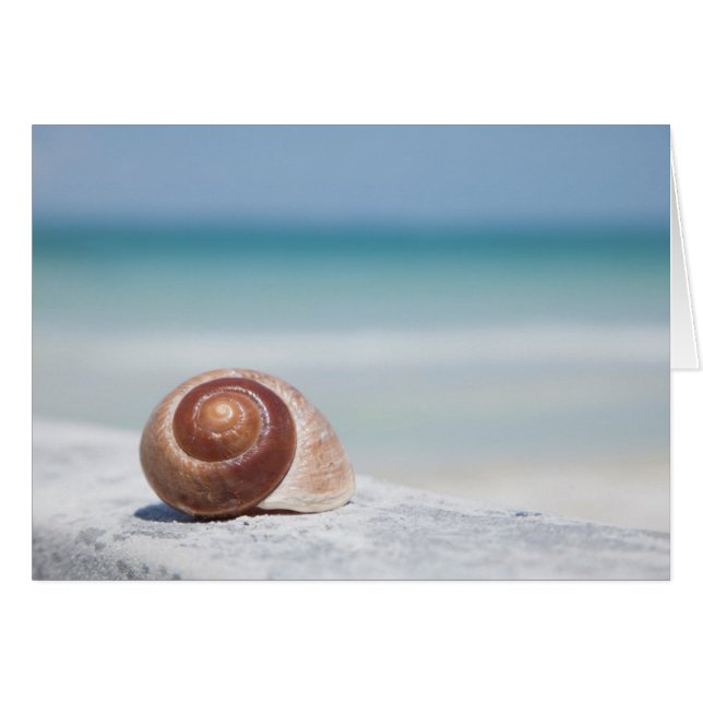 Seashell | St. Petersburg, Florida (Front Horizontal)