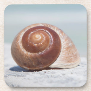 Seashell St. Petersburg, Florida Coaster