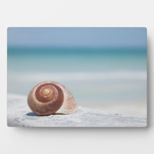 Seashell St. Petersburg, Florida Plaque