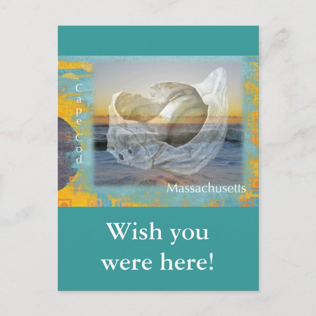 Seashell & Surf - Cape Cod Massachusetts Postcard (Front)