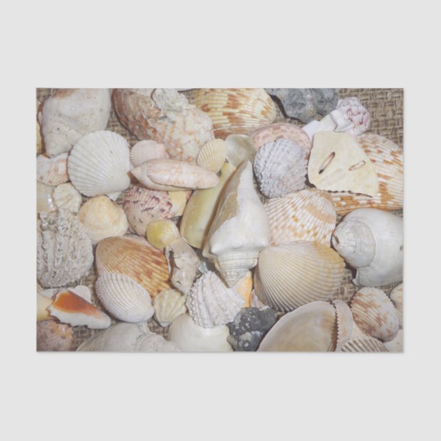 Seashell Tissue Paper (Front)