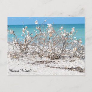 Seashell Tree on Marco Island Postcard