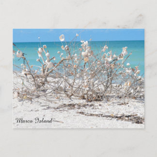 Seashell Tree on Marco Island Postcard