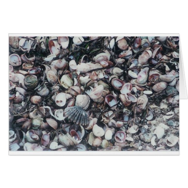Seashells (Front Horizontal)