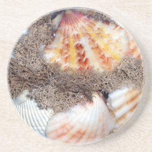 Seashells 2 coaster