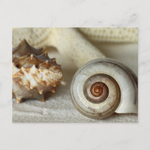 Seashells and starfish beach postcard