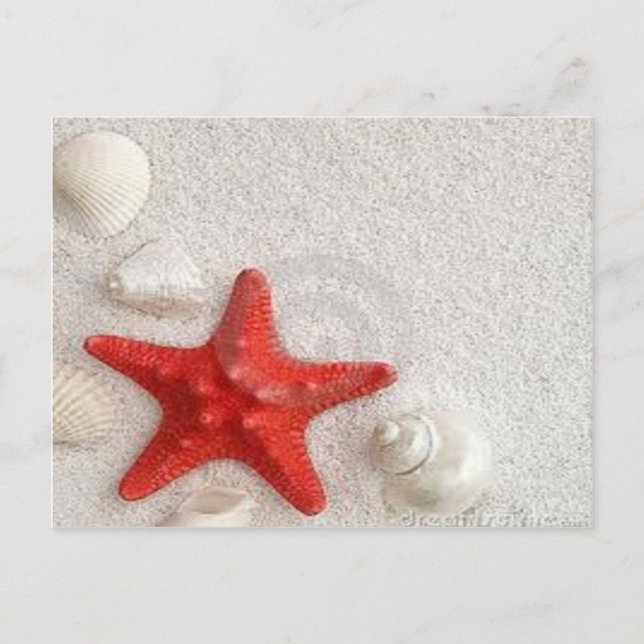 seashells and starfish postcard (Front)