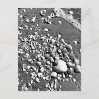 Seashells Beach Black & White Florida Photo
