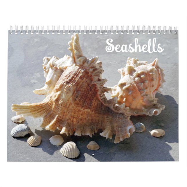 Seashells Beachcomber Ocean Shells Calendar (Cover)