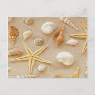 Seashells by the Seashore Postcard