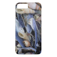 Seashells, Cape Town, Western Cape