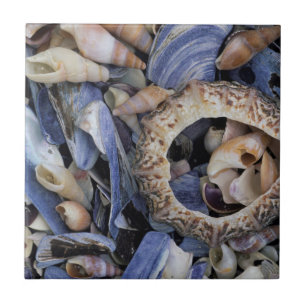 Seashells, Cape Town, Western Cape Ceramic Tile