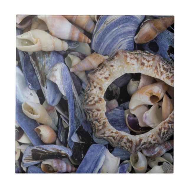 Seashells, Cape Town, Western Cape Ceramic Tile (Front)