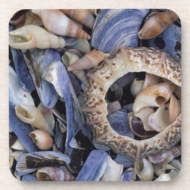 Seashells, Cape Town, Western Cape Coaster (Front)