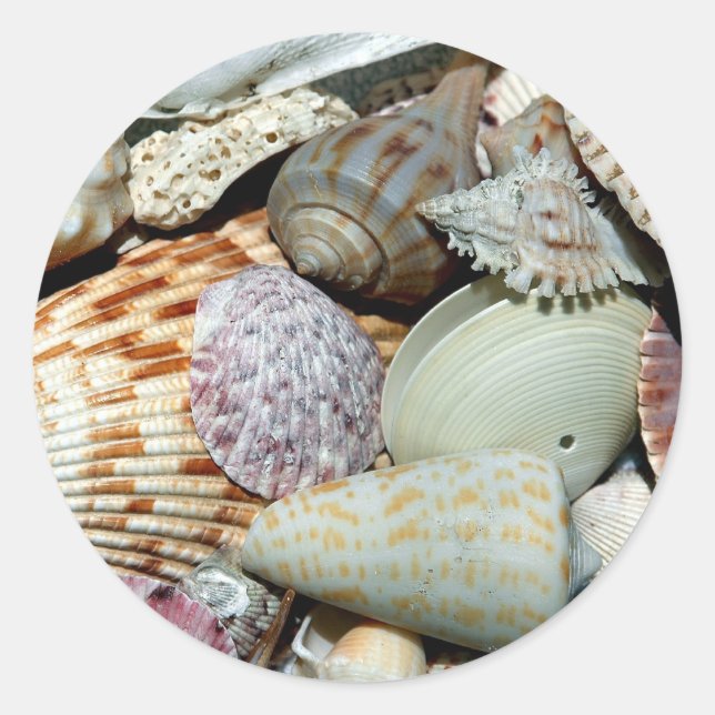 seashells classic round sticker (Front)