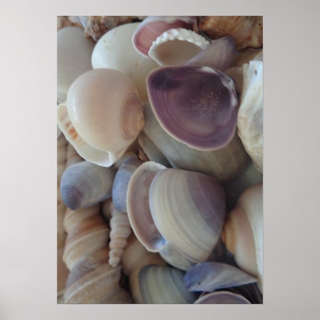 Seashells Collection, Poster, Nature, Summer Beach Poster (Front)