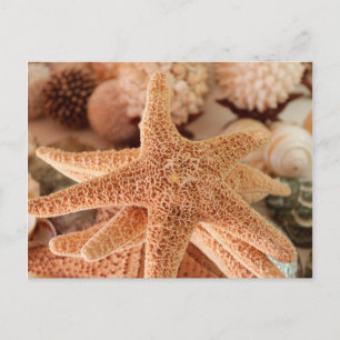 Seashells for sale Zihuatanejo, Mexico Postcard