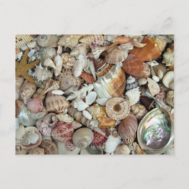 Seashells Galore Postcard (Front)