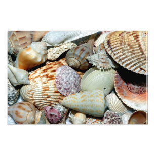 Seashells gathered up from beach Sanibel Island Fl Photo Print