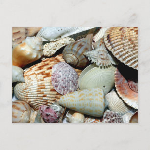 Seashells gathered up from beach Sanibel Island Fl Postcard