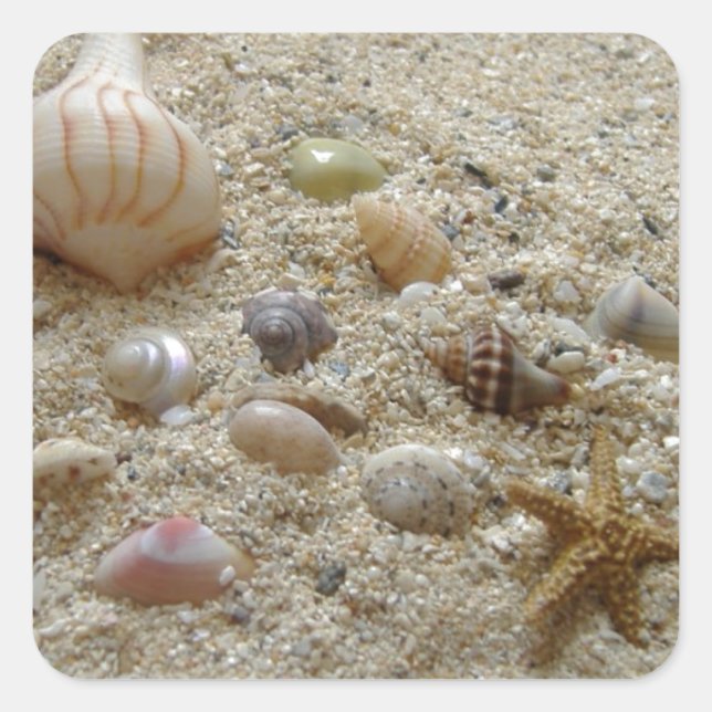 Seashells In The Sand Square Sticker (Front)