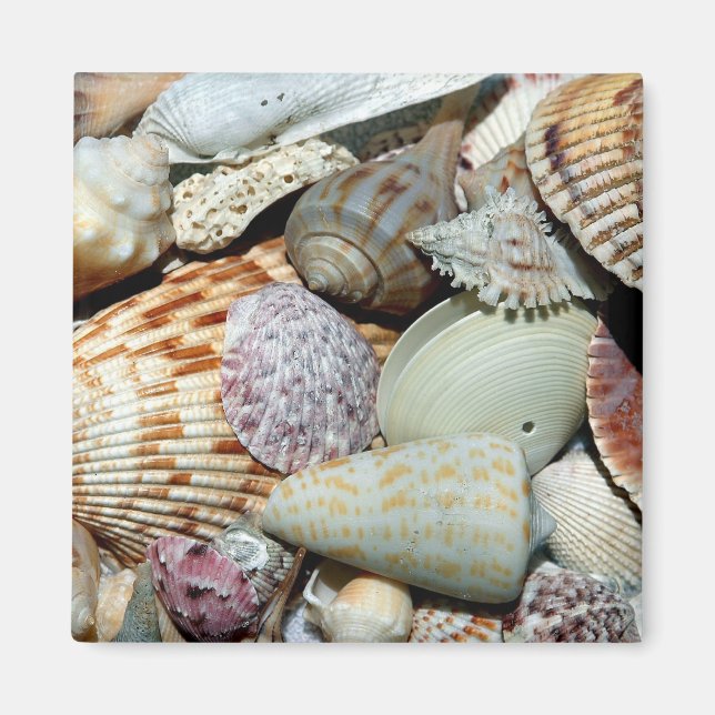 seashells magnet (Front)