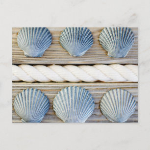 Seashells   New York City Postcard