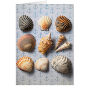 Seashells On Anchor Backdrop