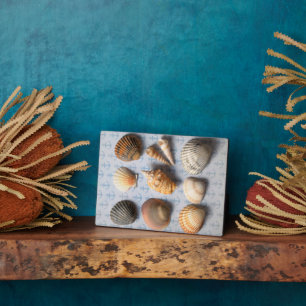 Seashells On Anchor Backdrop Plaque