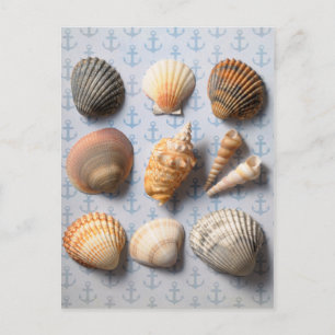 Seashells On Anchor Backdrop Postcard