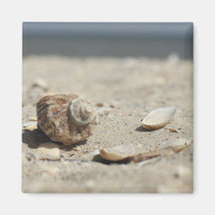 Seashells On Sand By The Sea Magnet